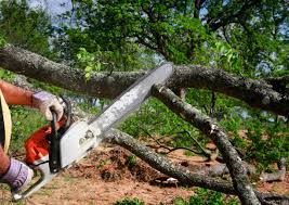 Best Lawn Grading and Leveling  in Clovis, NM