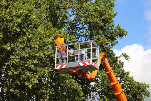 Best Tree Health Inspection  in Clovis, NM